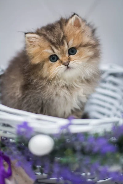 Gatinho Escocês Britânico Gato Birma Munchkin Animais Siamês — Fotografia de Stock