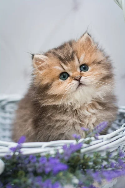 Gatinho Escocês Britânico Gato Birma Munchkin Animais Siamês — Fotografia de Stock