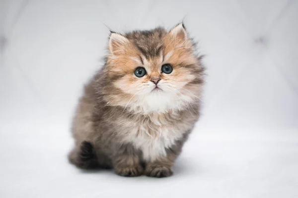 Gatinho Escocês Britânico Gato Birma Munchkin Animais Siamês — Fotografia de Stock