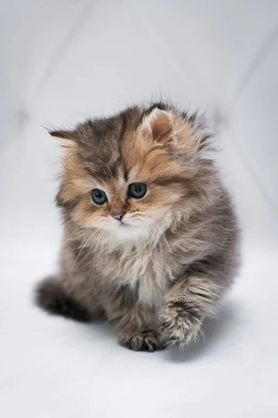 Gatinho Escocês Britânico Gato Birma Munchkin Animais Siamês — Fotografia de Stock