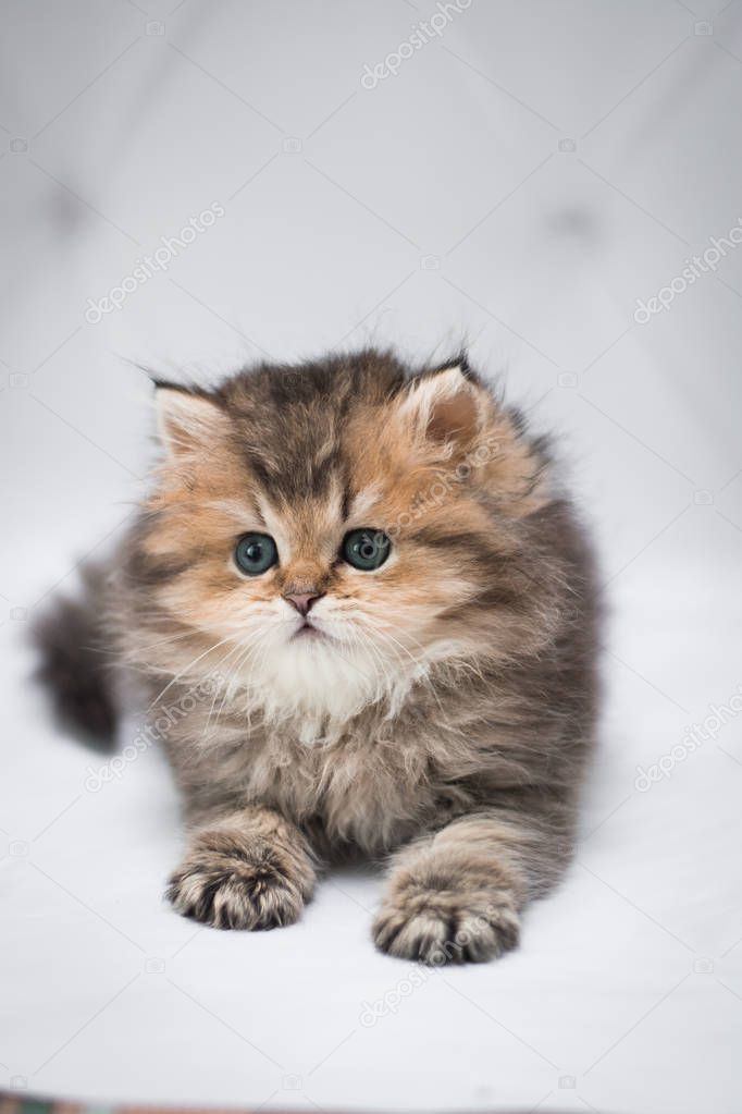 kitten scottish british cat burma munchkin animals siamese