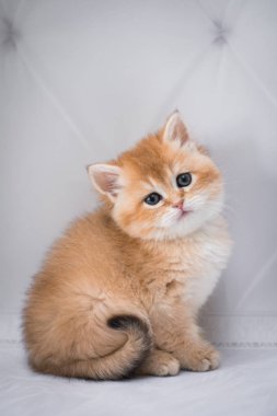 Kedi yavrusu İskoç İngiliz kedisi Burma cüce hayvanlar