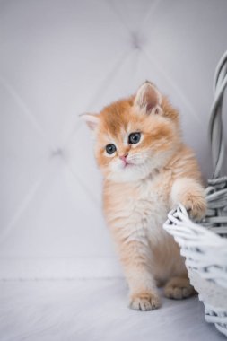 Kedi yavrusu İskoç İngiliz kedisi Burma cüce hayvanlar