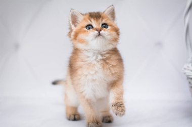 Kedi yavrusu İskoç İngiliz kedisi Burma cüce hayvanlar