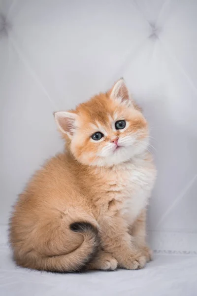 Gatinho Escocês Britânico Gato Birma Munchkin Animais — Fotografia de Stock