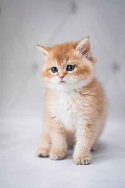 Gatinho Escocês Britânico Gato Birma Munchkin Animais — Fotografia de Stock