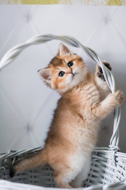 Kedi yavrusu İskoç İngiliz kedisi Burma cüce hayvanlar