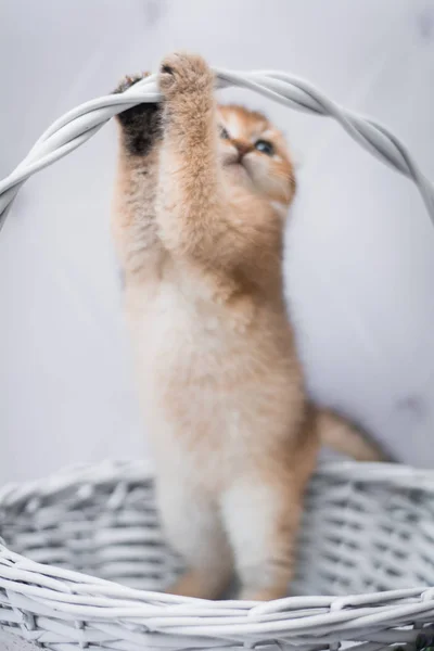 แมวสก อตแมวอ งกฤษ Munchkin — ภาพถ่ายสต็อก