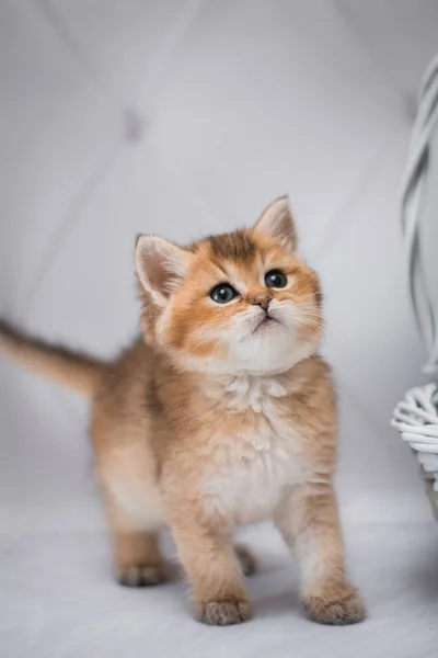 子猫スコットランド英国猫バーマ マンチキン動物 — ストック写真