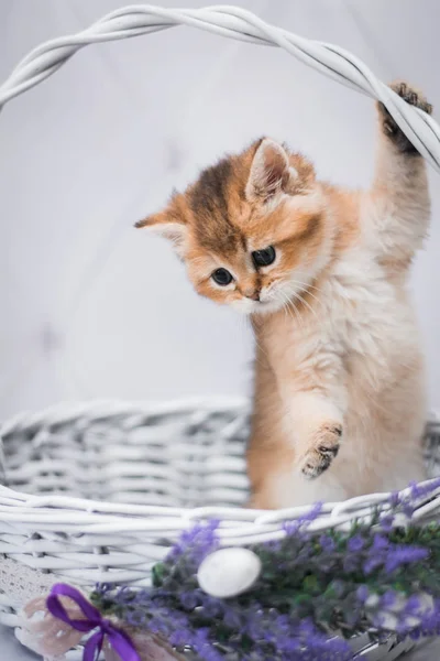 Kätzchen Schottische Britische Katze Burma Munchkin Tiere — Stockfoto