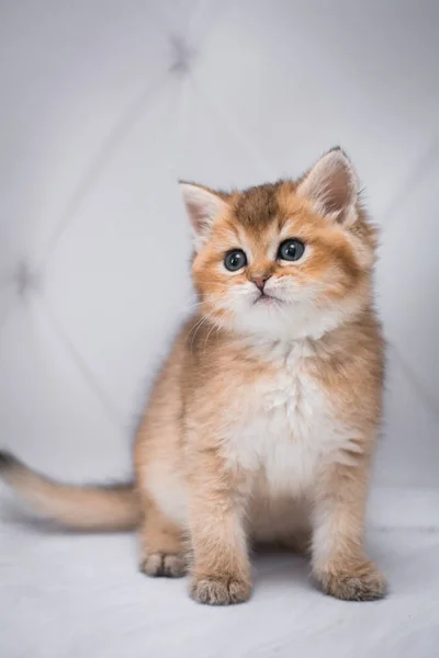 Chaton Écossais Britannique Chat Birmanie Munchkin Animaux — Photo