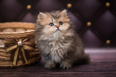 Kedi yavrusu İskoç İngiliz kedisi Burma cüce hayvanlar