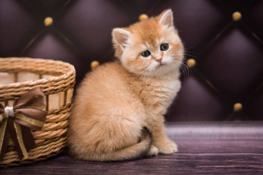 Kedi yavrusu İskoç İngiliz kedisi Burma cüce hayvanlar