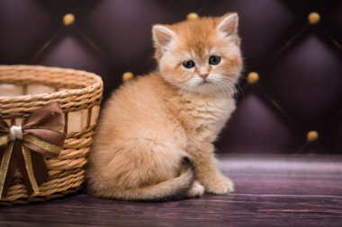 Kedi yavrusu İskoç İngiliz kedisi Burma cüce hayvanlar