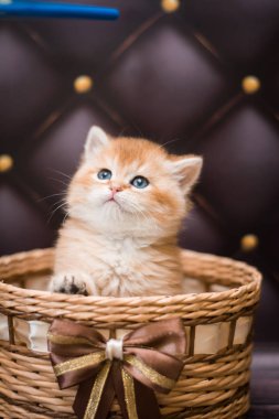 Kedi yavrusu İskoç İngiliz kedisi Burma cüce hayvanlar