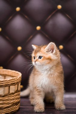 Kedi yavrusu İskoç İngiliz kedisi Burma cüce hayvanlar