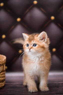 Kedi yavrusu İskoç İngiliz kedisi Burma cüce hayvanlar