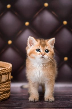 Kedi yavrusu İskoç İngiliz kedisi Burma cüce hayvanlar