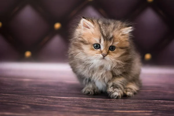 Gattino Scozzese Britannico Gatto Birmania Munchkin Animali — Foto Stock