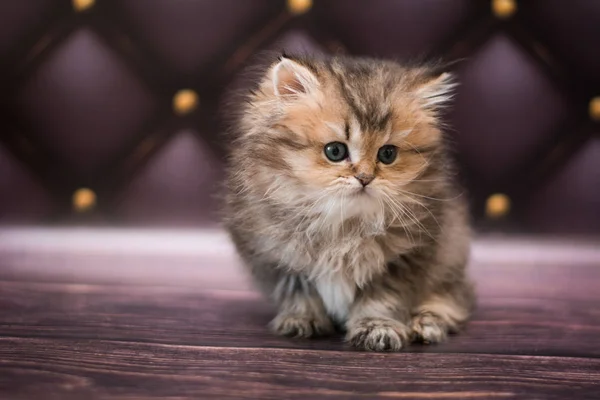 Gatito Escocés Británico Gato Birma Munchkin Animales — Foto de Stock