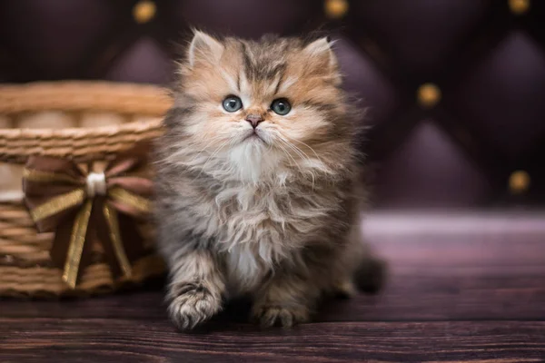 Kitten Scottish British Cat Burma Munchkin Animals — Stock Photo, Image