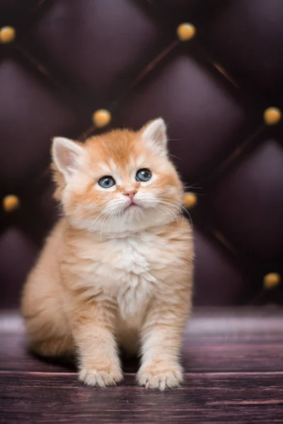 Gatinho Escocês Britânico Gato Birma Munchkin Animais — Fotografia de Stock