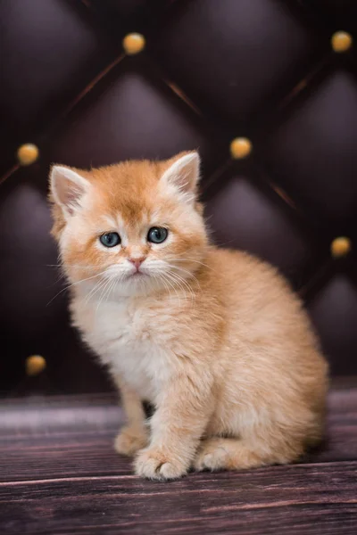 Koťátko Skotská Britská Kočka Barma Munchkin Zvířata — Stock fotografie