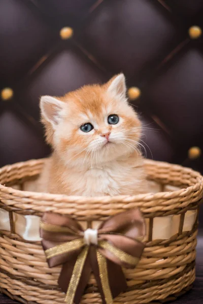 Gatito Escocés Británico Gato Birma Munchkin Animales — Foto de Stock