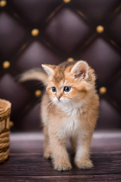 Kedi Yavrusu Skoç Ngiliz Kedisi Burma Cüce Hayvanlar — Stok fotoğraf