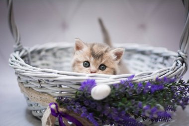 Kedi yavrusu İskoç İngiliz kedisi Burma cüce hayvanlar