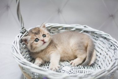 Kedi yavrusu İskoç İngiliz kedisi Burma cüce hayvanlar