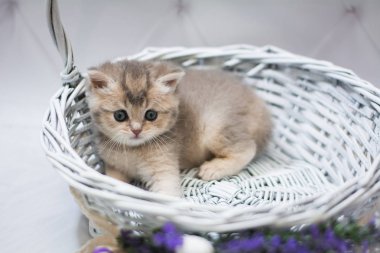 Kedi yavrusu İskoç İngiliz kedisi Burma cüce hayvanlar