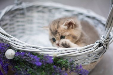 Kedi yavrusu İskoç İngiliz kedisi Burma cüce hayvanlar