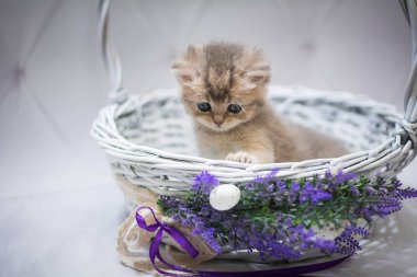 Kedi yavrusu İskoç İngiliz kedisi Burma cüce hayvanlar