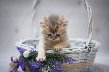 Kedi yavrusu İskoç İngiliz kedisi Burma cüce hayvanlar