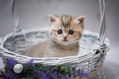 Kedi yavrusu İskoç İngiliz kedisi Burma cüce hayvanlar