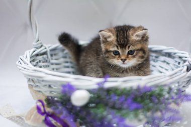 Kedi yavrusu İskoç İngiliz kedisi Burma cüce hayvanlar