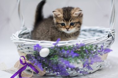 Kedi yavrusu İskoç İngiliz kedisi Burma cüce hayvanlar