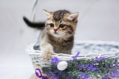 Kedi yavrusu İskoç İngiliz kedisi Burma cüce hayvanlar