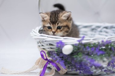 Kedi yavrusu İskoç İngiliz kedisi Burma cüce hayvanlar