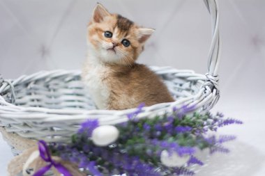 Kedi yavrusu İskoç İngiliz kedisi Burma cüce hayvanlar