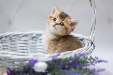 Kedi yavrusu İskoç İngiliz kedisi Burma cüce hayvanlar