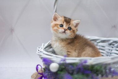 Kedi yavrusu İskoç İngiliz kedisi Burma cüce hayvanlar