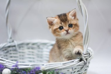 Kedi yavrusu İskoç İngiliz kedisi Burma cüce hayvanlar