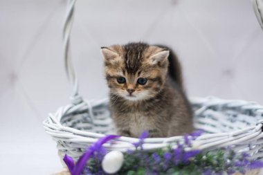 Kedi yavrusu İskoç İngiliz kedisi Burma cüce hayvanlar