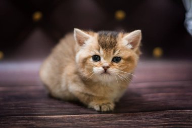 itten İskoç İngiliz kedi burma munchkin hayvanlar