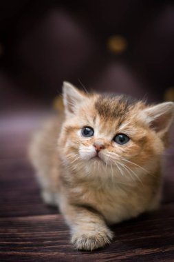  Kedi yavrusu İskoç İngiliz kedisi Burma cüce hayvanlar