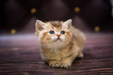  Kedi yavrusu İskoç İngiliz kedisi Burma cüce hayvanlar