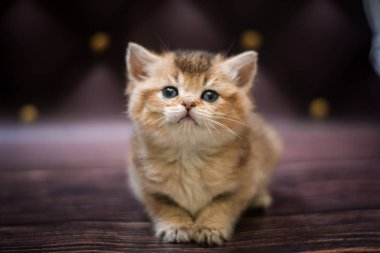  Kedi yavrusu İskoç İngiliz kedisi Burma cüce hayvanlar