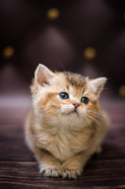  Kedi yavrusu İskoç İngiliz kedisi Burma cüce hayvanlar